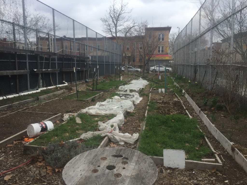 Bushwick Campus Farm in Brooklyn on a cold March day. Farmer Kristina Erskine says the harsh New York winters take a toll on the urban growing area. Photo: JoVona Taylor.