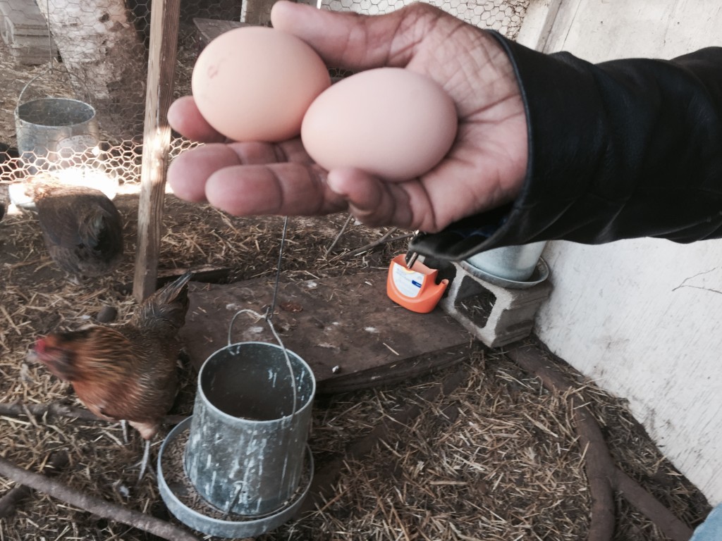 Every day, it falls to one of the gardeners like Cheryl Holt to pick up freshly-laid eggs from the garden coop. Photo: Ilgin Yorulmaz.