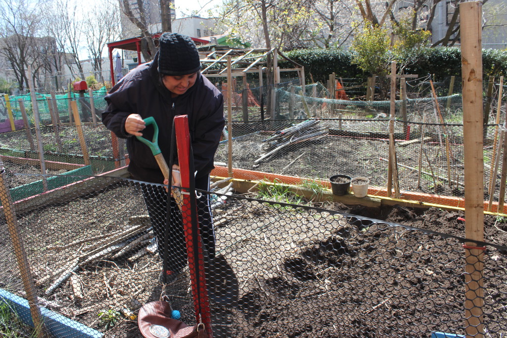 Gardeners prepare their lots for planting. Their choice of vegetables like tomatillos and jalapeño reflect the neighborhood's Latin American roots. Photo: Xinyu Jing.