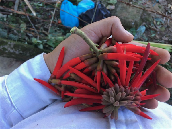 The pichoco (or pemuche) is an edible flower, native to La Huasteca